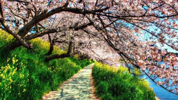 Path Under Blossom Trees Spring Wallpaper Wallpaper