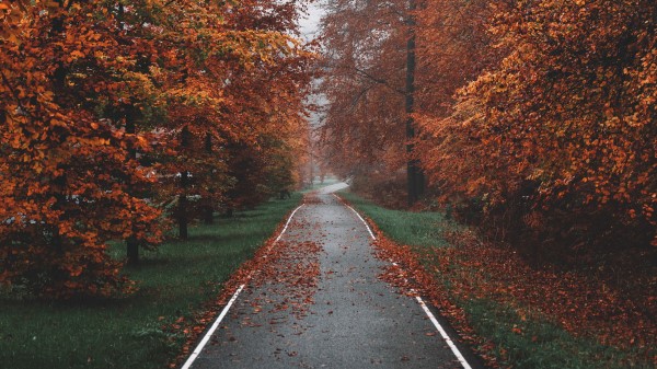 Pathway Trees Fog Wallpaper