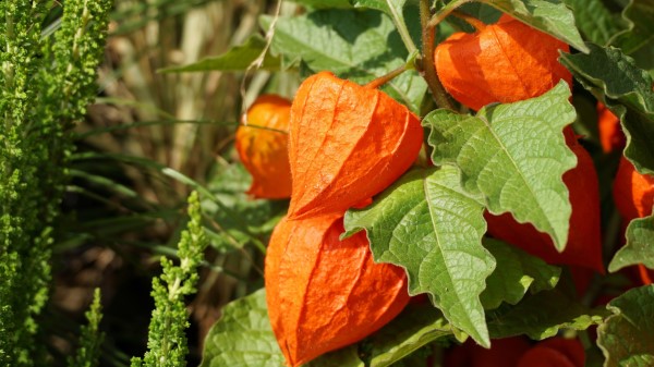 Physalis Berries Twig Wallpaper