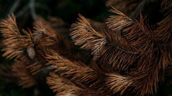 Pine Branch Dry Wallpaper