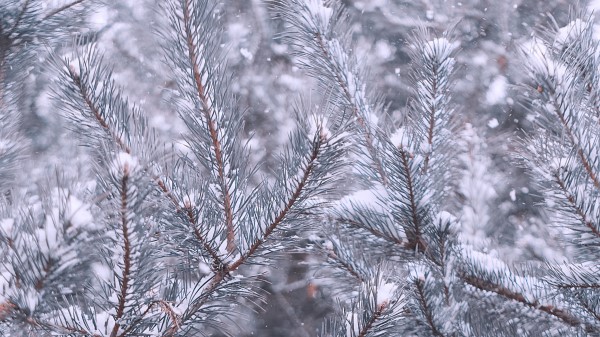 Pine Branches Snow Wallpaper
