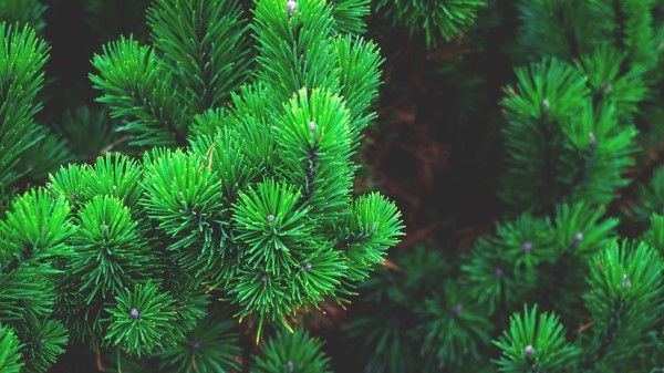 Pine Branches Thorns Wallpaper