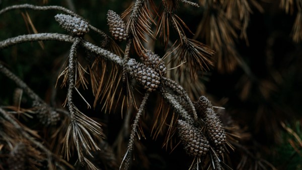 Pine Cones Branches Wallpaper