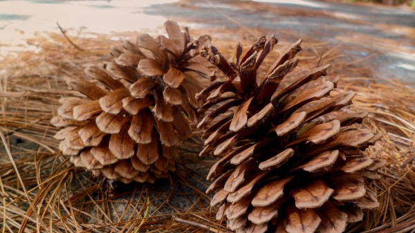 Pine Cones Needles Wallpaper