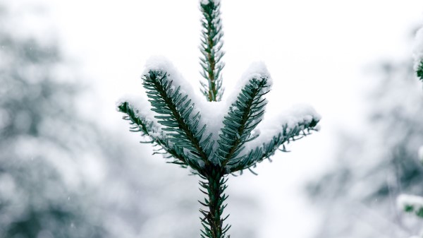 Pine Snow Tree Wallpaper