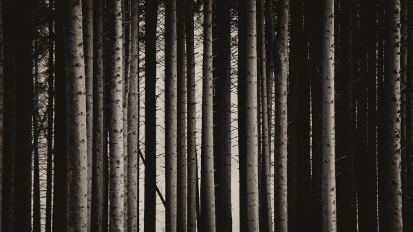 Pine Trees Forest Wallpaper