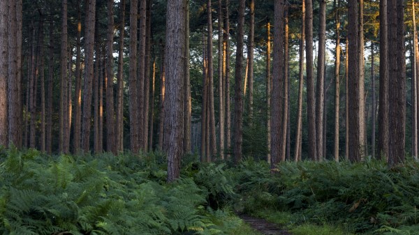 Pines Fern Grass Wallpaper