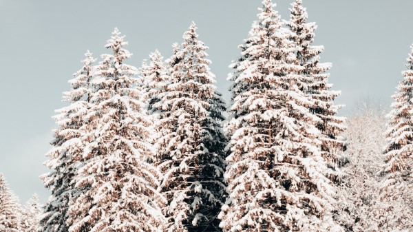 Pines Trees Snow Wallpaper