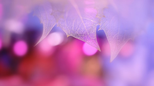 Pink Leaf Macro Wallpaper