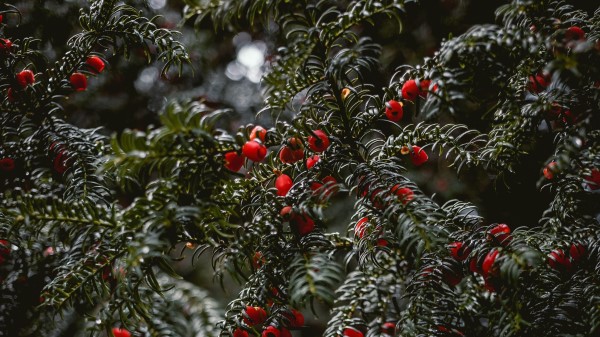 Plant Berries Red Wallpaper