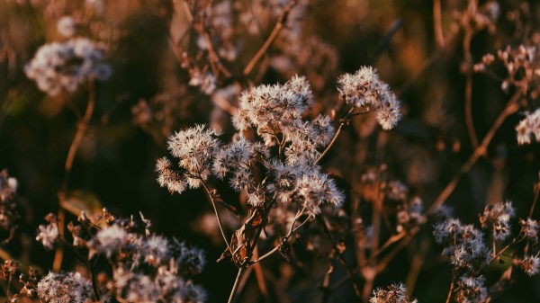 Plant Branch Dry Wallpaper