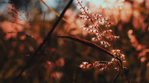 Plant Branch Light Wallpaper