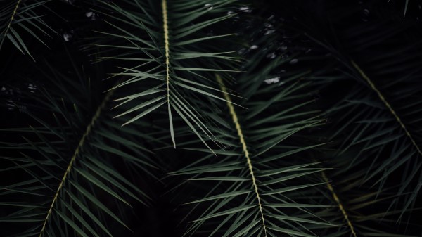 Plant Branches Leaves Wallpaper