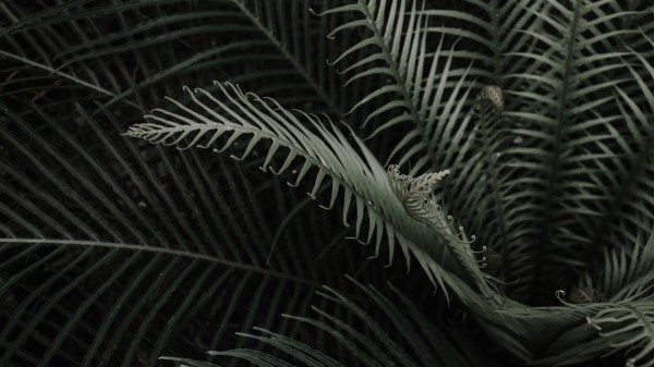 Plant Branches Leaves Wallpaper