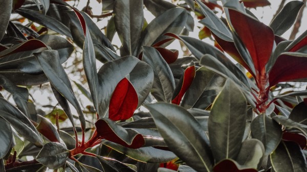 Plant Branches Sunlight Wallpaper