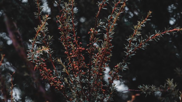 Plant Bush Branches Wallpaper
