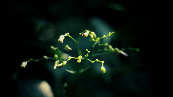 Plant Dark Background Branches Wallpaper