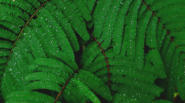 Plant Drops Leaves Wallpaper