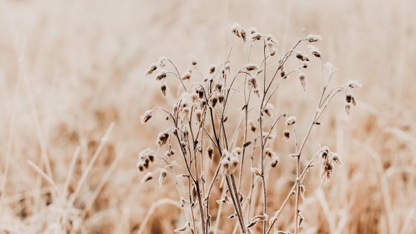 Plant Dry Grass Wallpaper