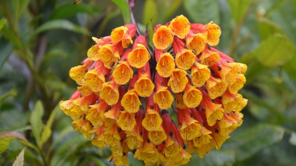Plant Flower Flora Wallpaper