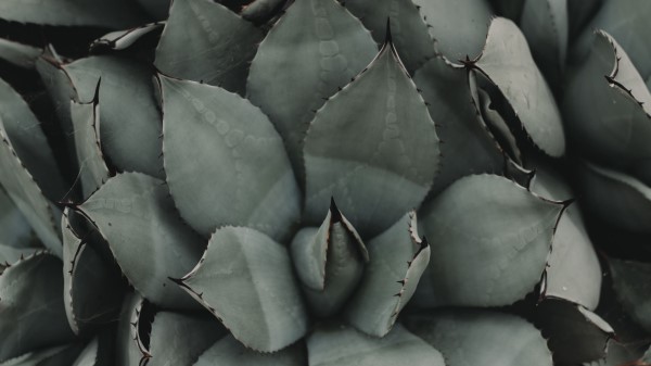 Plant Flower Leaf Wallpaper