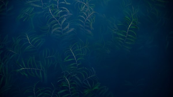 Plant Fog Leaves Wallpaper
