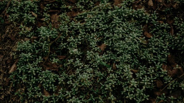 Plant Foliage Grass Green Wallpaper