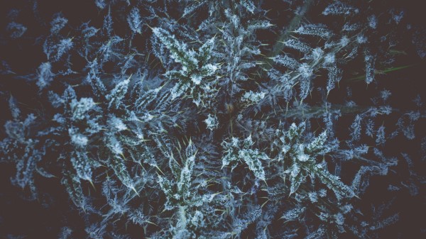 Plant Grass Hoarfrost Wallpaper