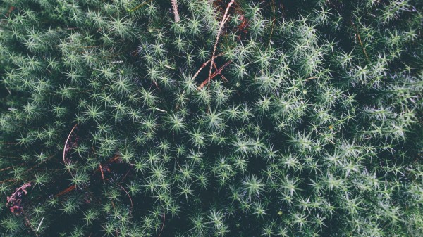 Plant Leaves Branches Wallpaper