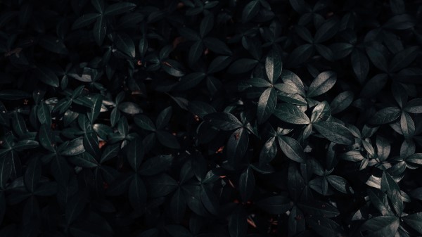 Plant Leaves Dark Wallpaper