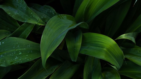 Plant Leaves Drops Wallpaper