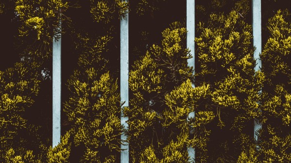 Plant Leaves Fence Wallpaper