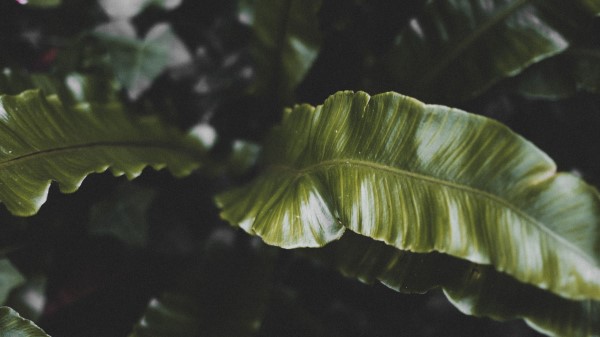 Plant Leaves Green B Wallpaper