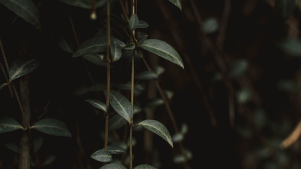 Plant Leaves Green D Wallpaper