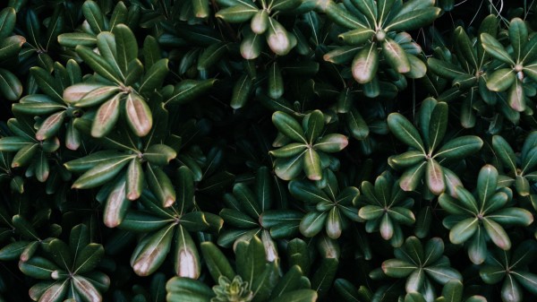 Plant Leaves Green E Wallpaper