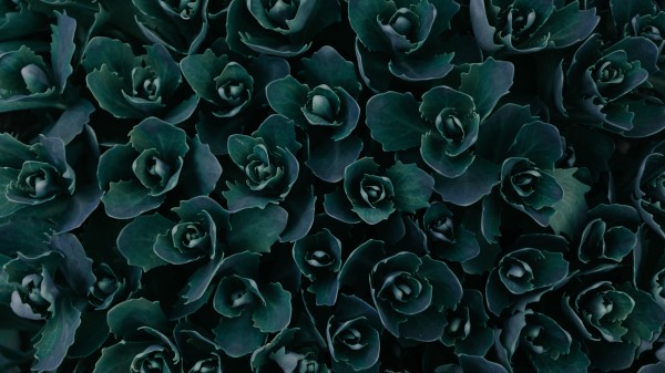 Plant Leaves Green F Wallpaper