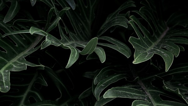 Plant Leaves Green Ff Wallpaper
