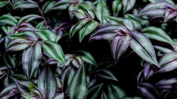 Plant Leaves Green Fh Wallpaper