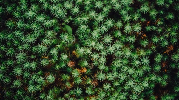 Plant Leaves Green G Wallpaper