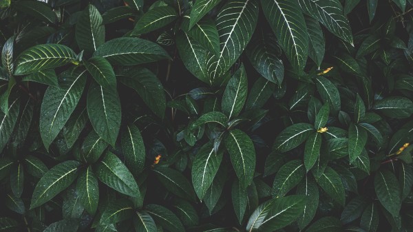 Plant Leaves Green Gh Wallpaper