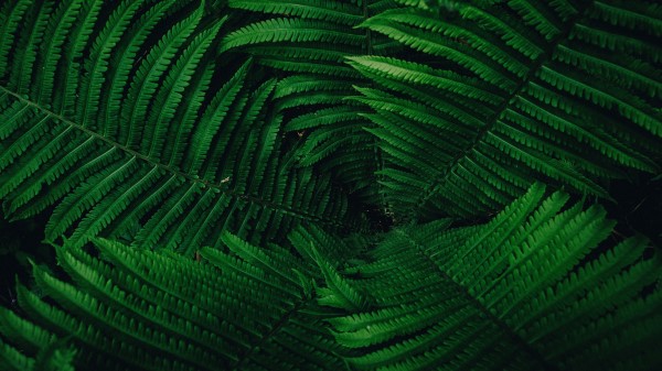 Plant Leaves Green H Wallpaper