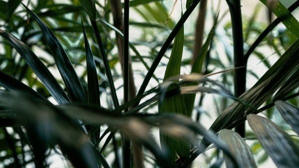 Plant Leaves Green Image Wallpaper