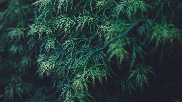 Plant Leaves Green Wallpaper
