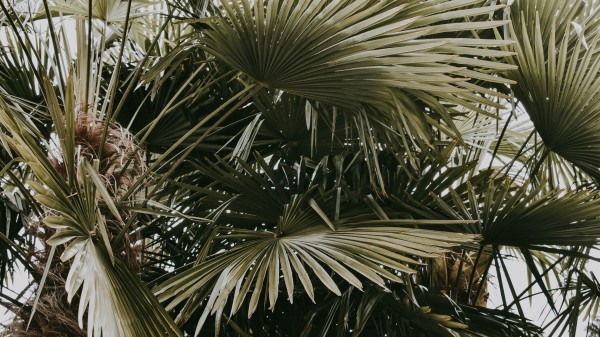 Plant Palms Leaves Bushes Wallpaper