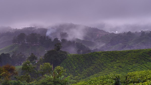 Plantation Hills Fog Wallpaper