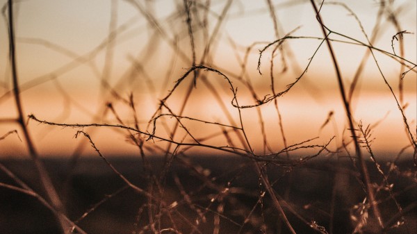 Plants Branches Macro Wallpaper
