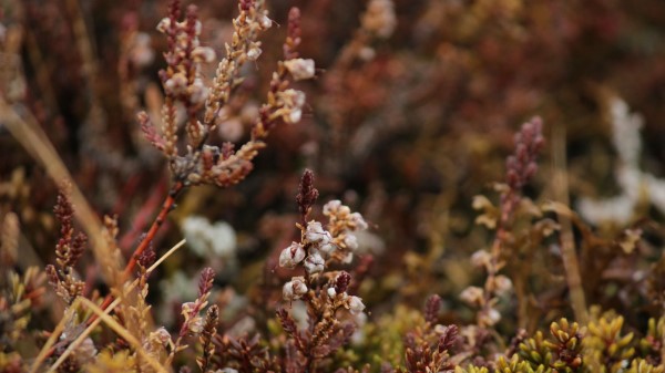 Plants Flora Close U Wallpaper