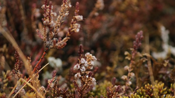 Plants Flora Close Up Wallpaper