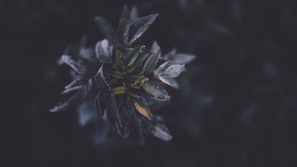 Plants Foliage Dark Wallpaper