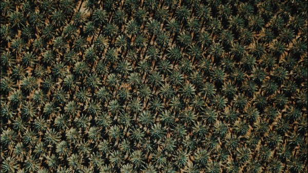 Plants Grass Surface Wallpaper